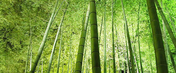 ABOUT PSYCHOTHERAPY. bamboo2